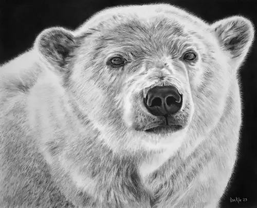 Dan Pyle Night Bear