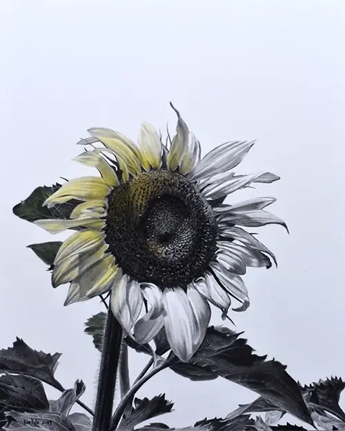 Dan Pyle Sunshine