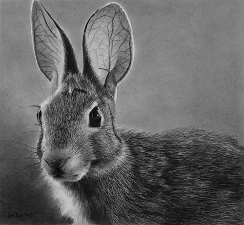 Dan Pyle Rabbit Ears